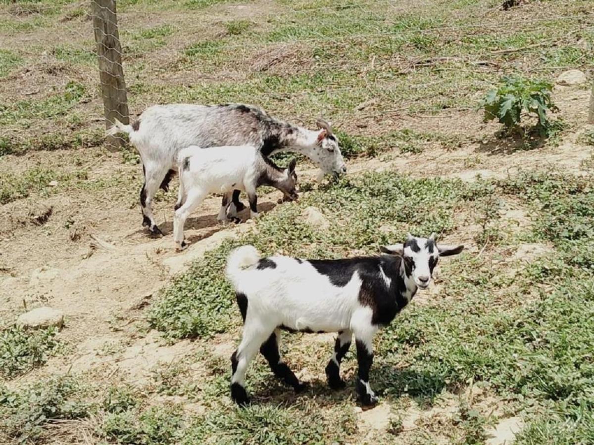 Hotel Fazenda Ararita Pôrto Feliz Εξωτερικό φωτογραφία