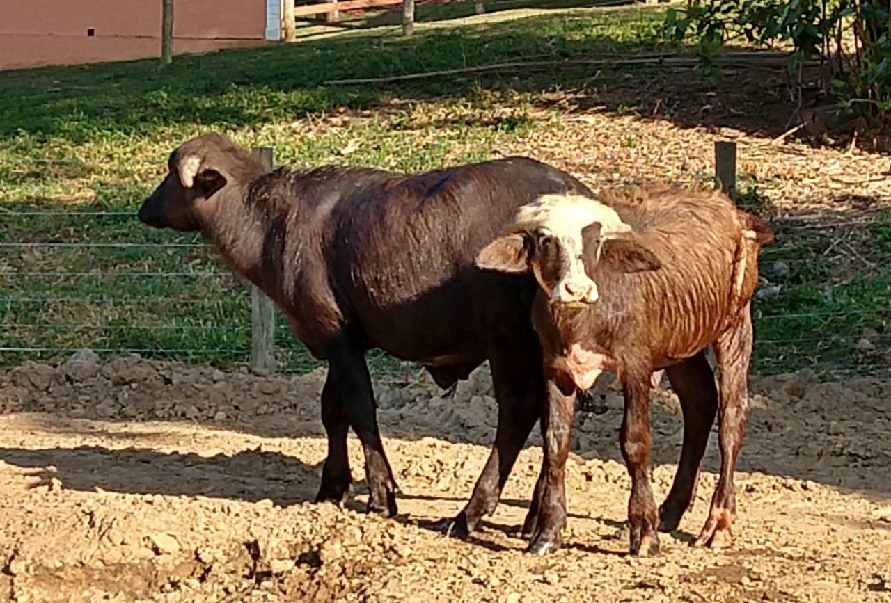 Hotel Fazenda Ararita Pôrto Feliz Εξωτερικό φωτογραφία